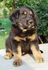 Ajax
